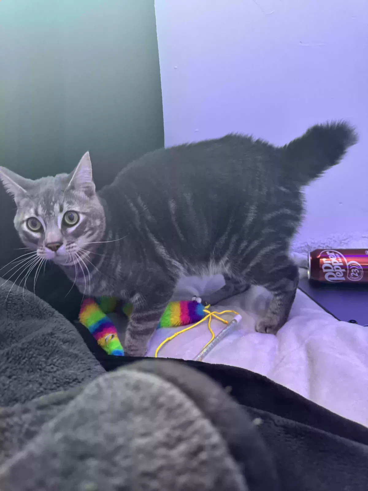Lost cat in Orangevale, CA, 95662