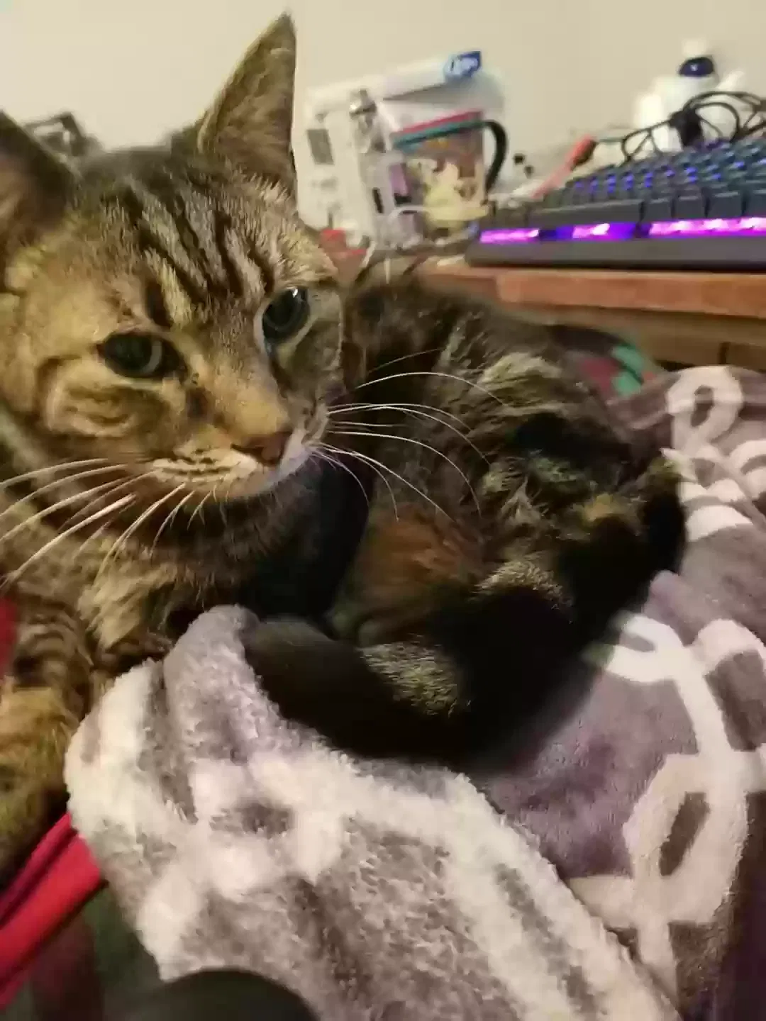 Lost cat in Jasper, GA, 30143