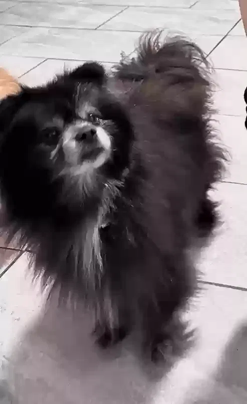Lost dog in Nuevo, CA, 92567