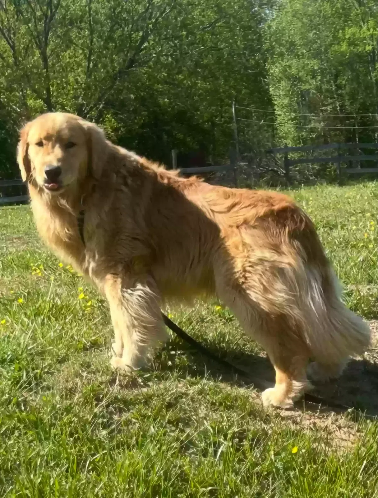 Lost dog in Climax, NC, 27233