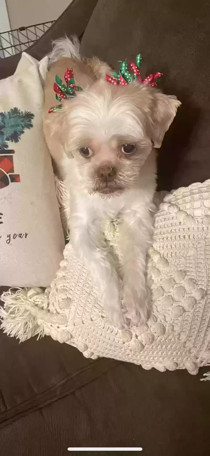 Lost dog in Whitehouse, TX, 75791