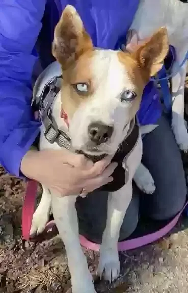 Lost dog in Darlington, SC, 29532