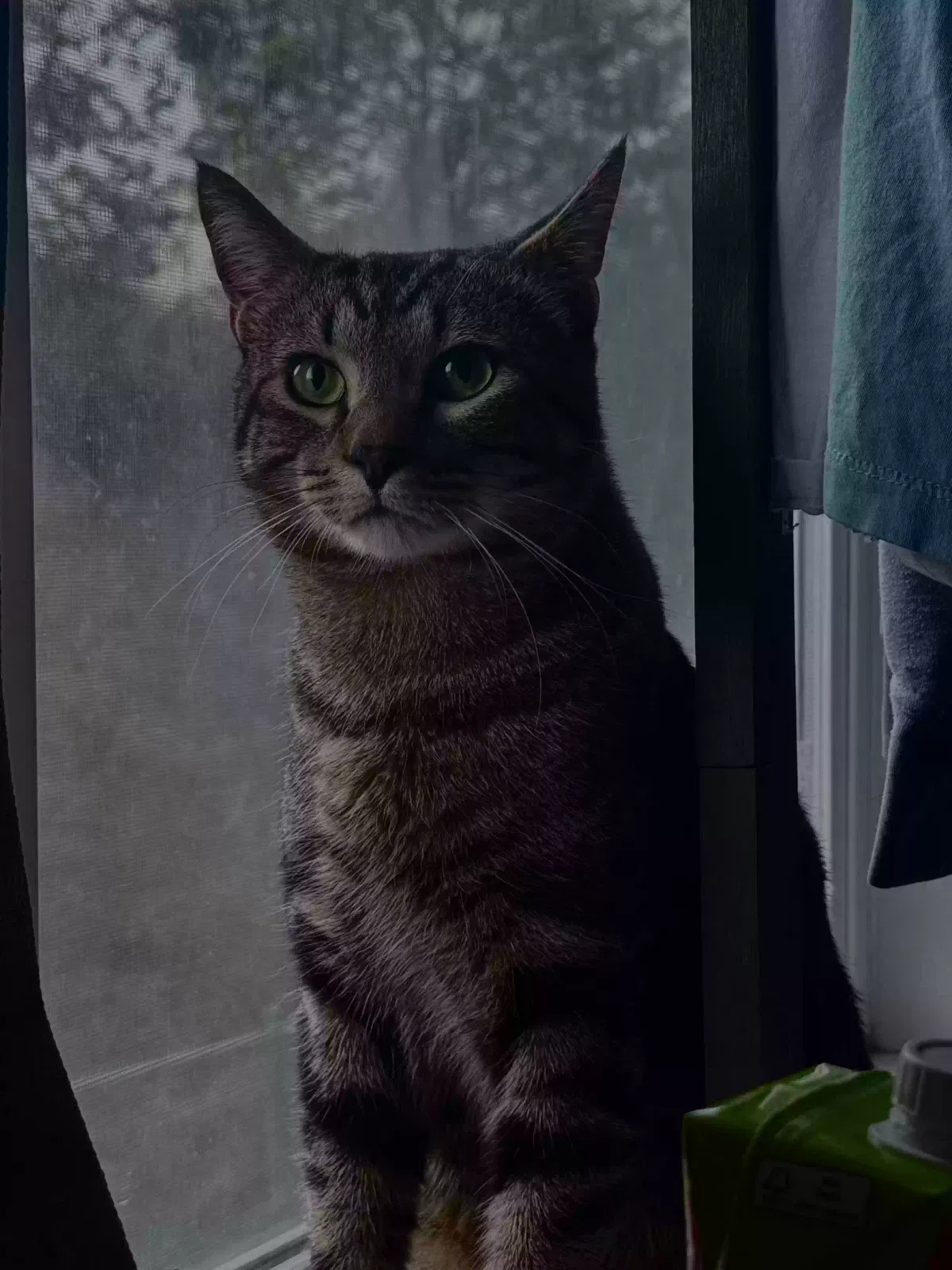 Lost cat in Tacoma, WA, 98409