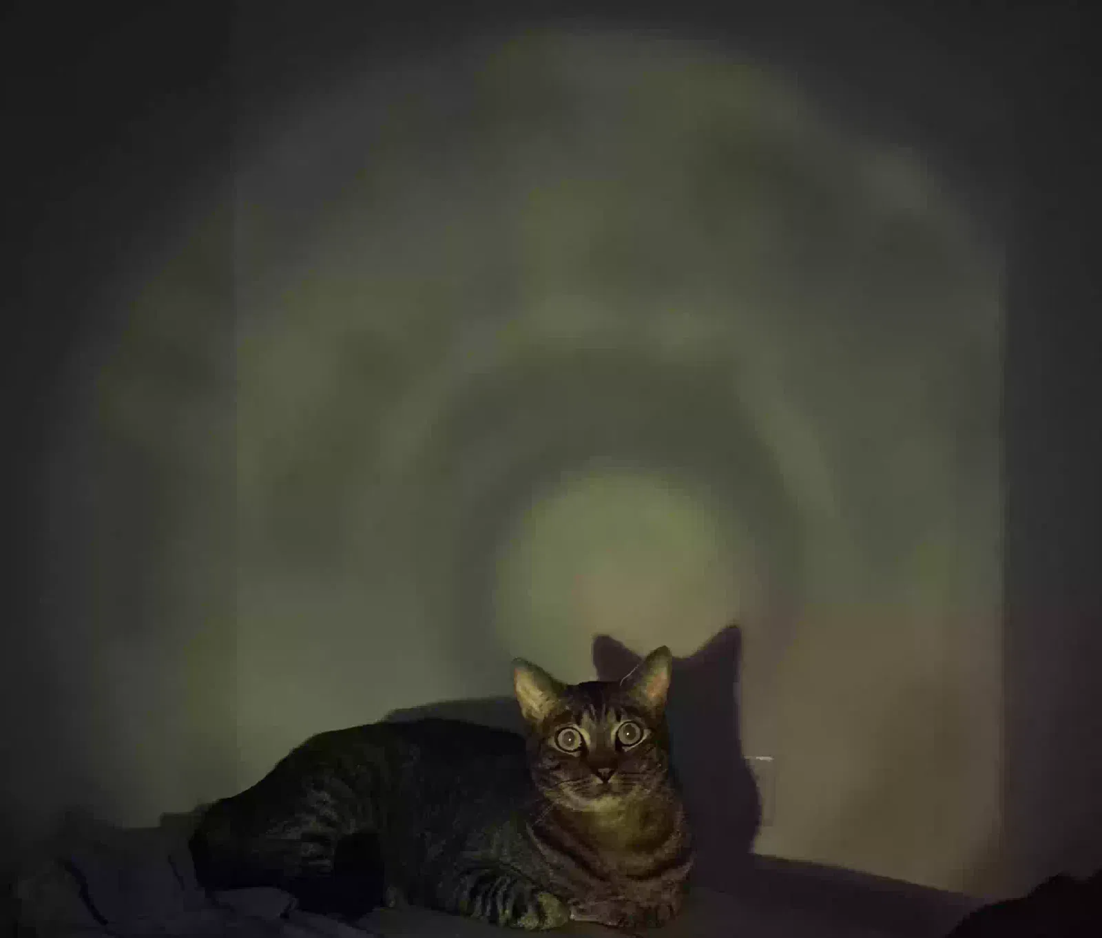 Lost cat in Pensacola, FL, 32514