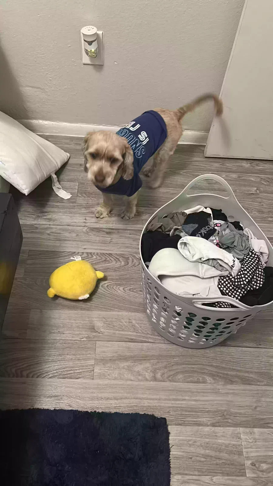 Lost dog in Phoenix, AZ, 85035
