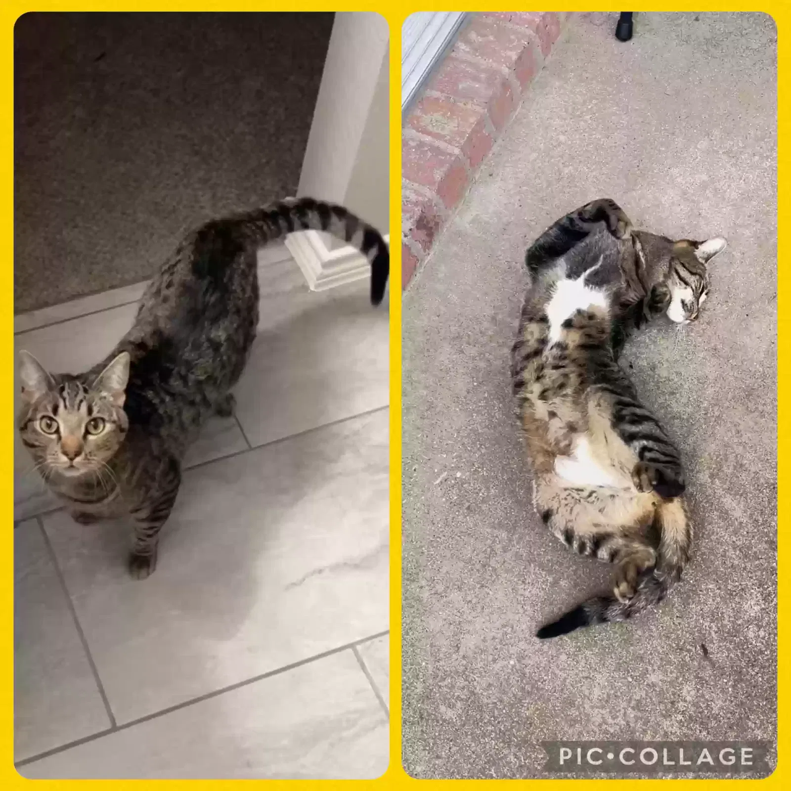 Lost cat in Venus, TX, 76084