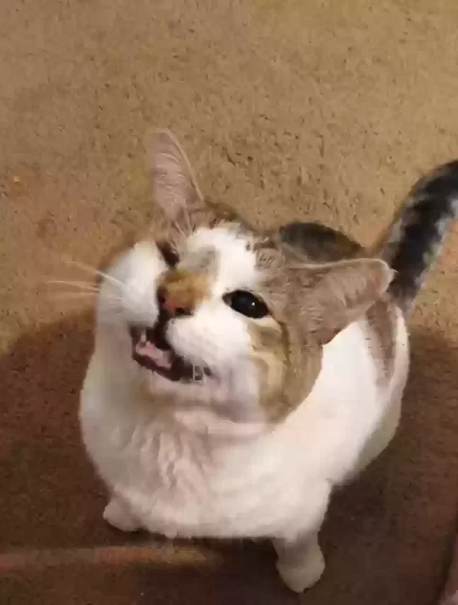 Lost cat in Mission, TX, 78572