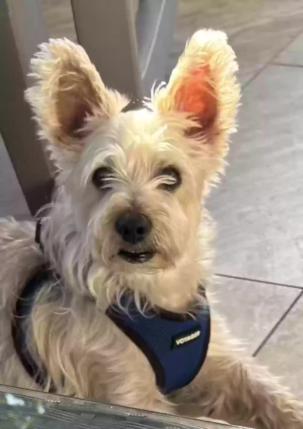 Lost dog in Naples, FL, 34114