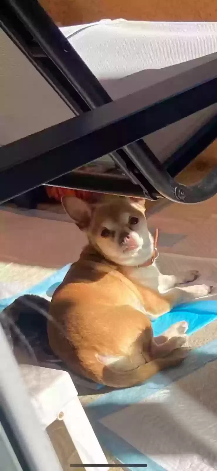 Lost dog in Compton, CA, 90221