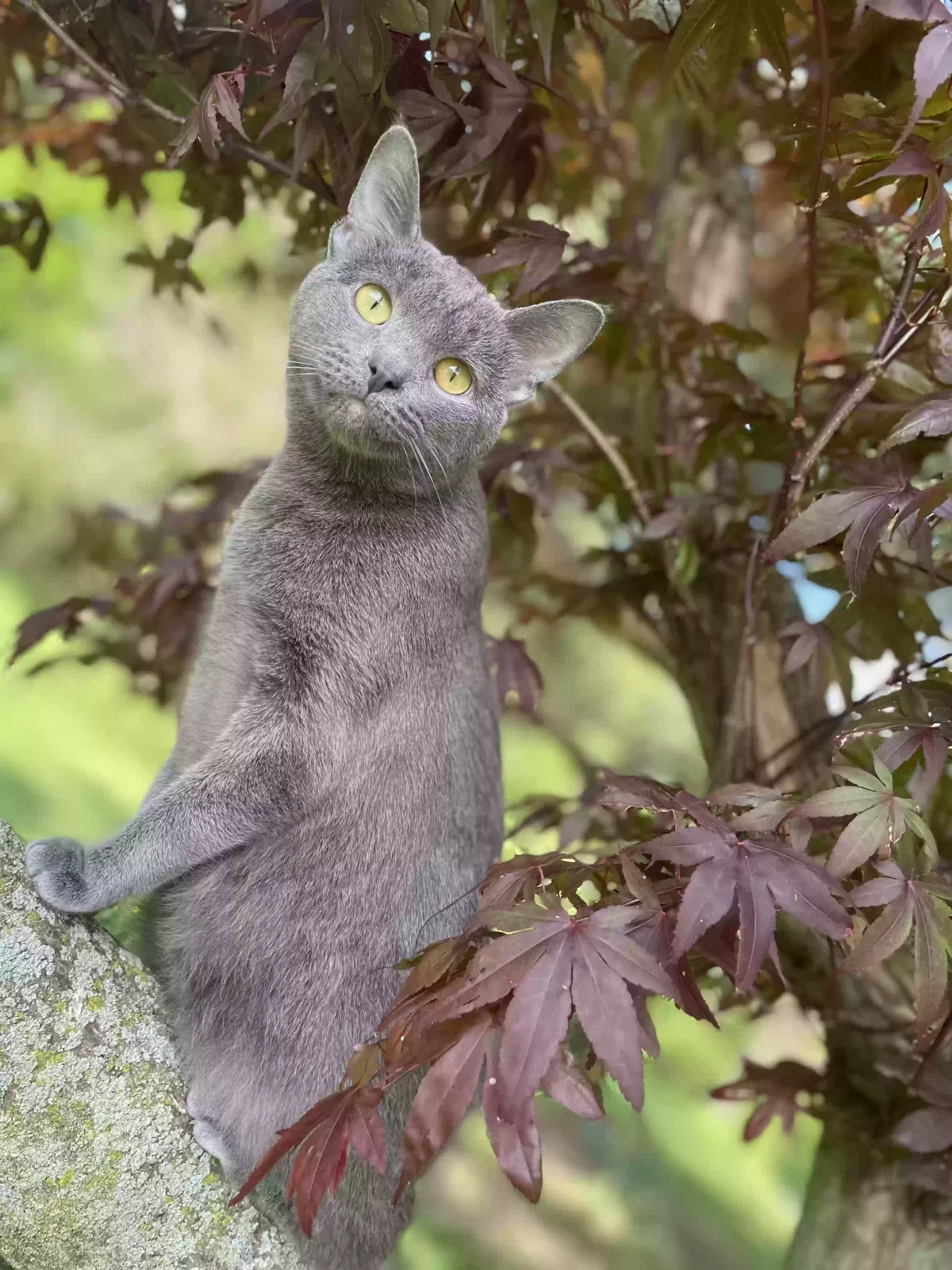 Lost cat in Coraopolis, PA, 15108