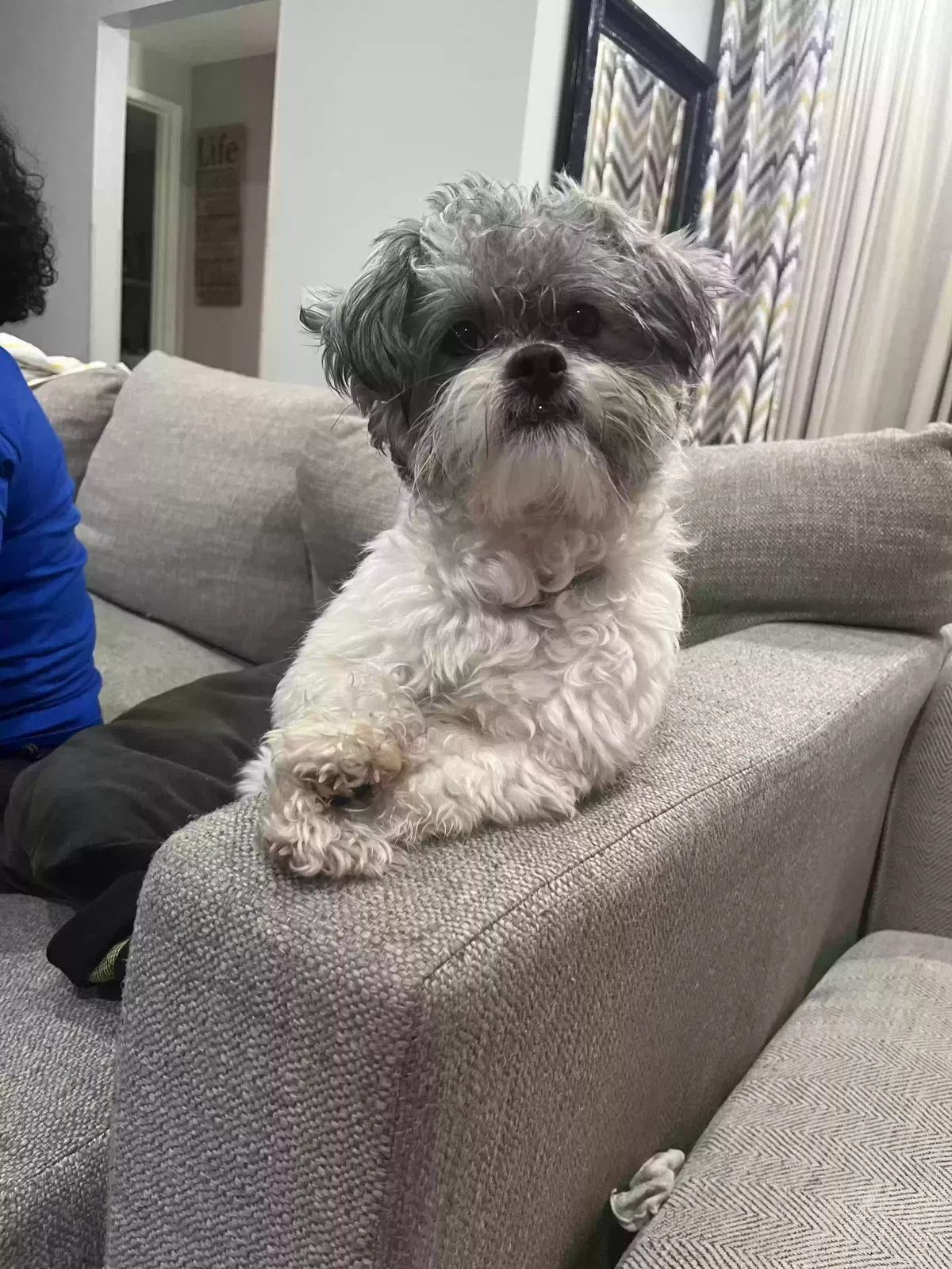 Lost dog in San Diego, CA, 92113