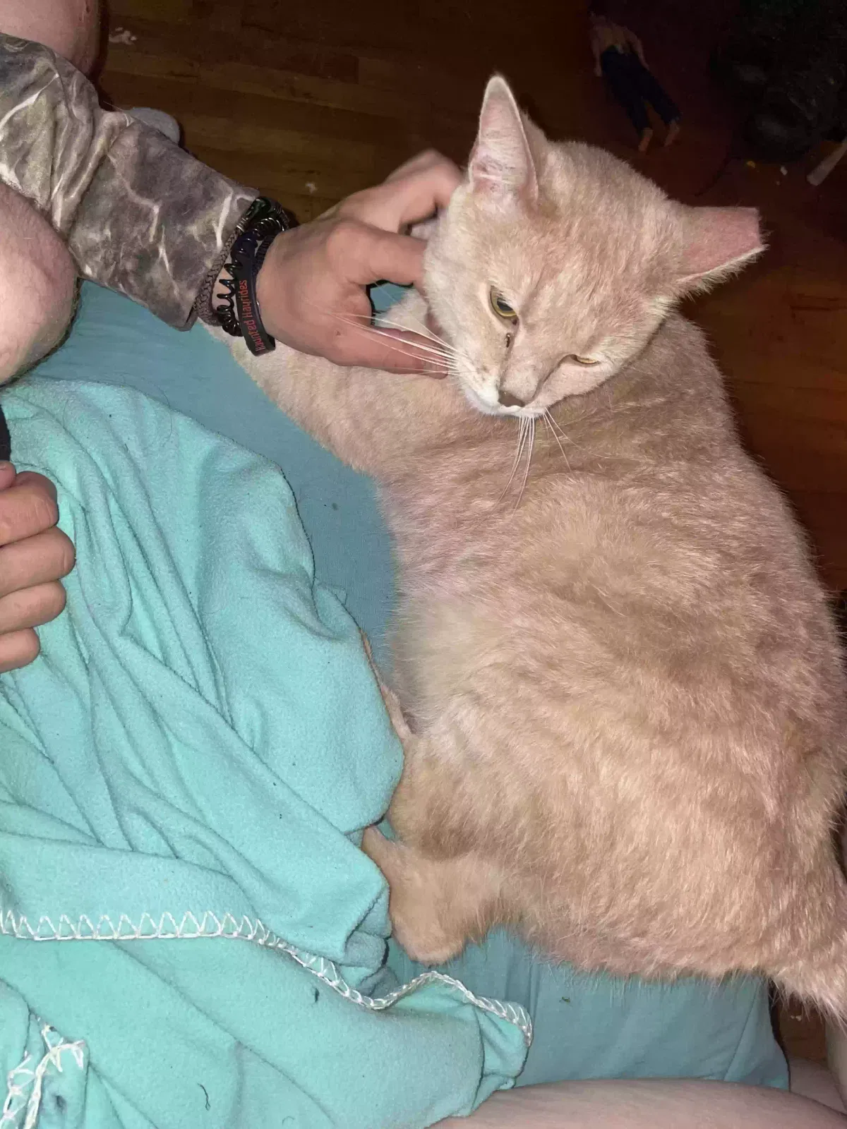 Found cat in Uniontown, PA, 15401