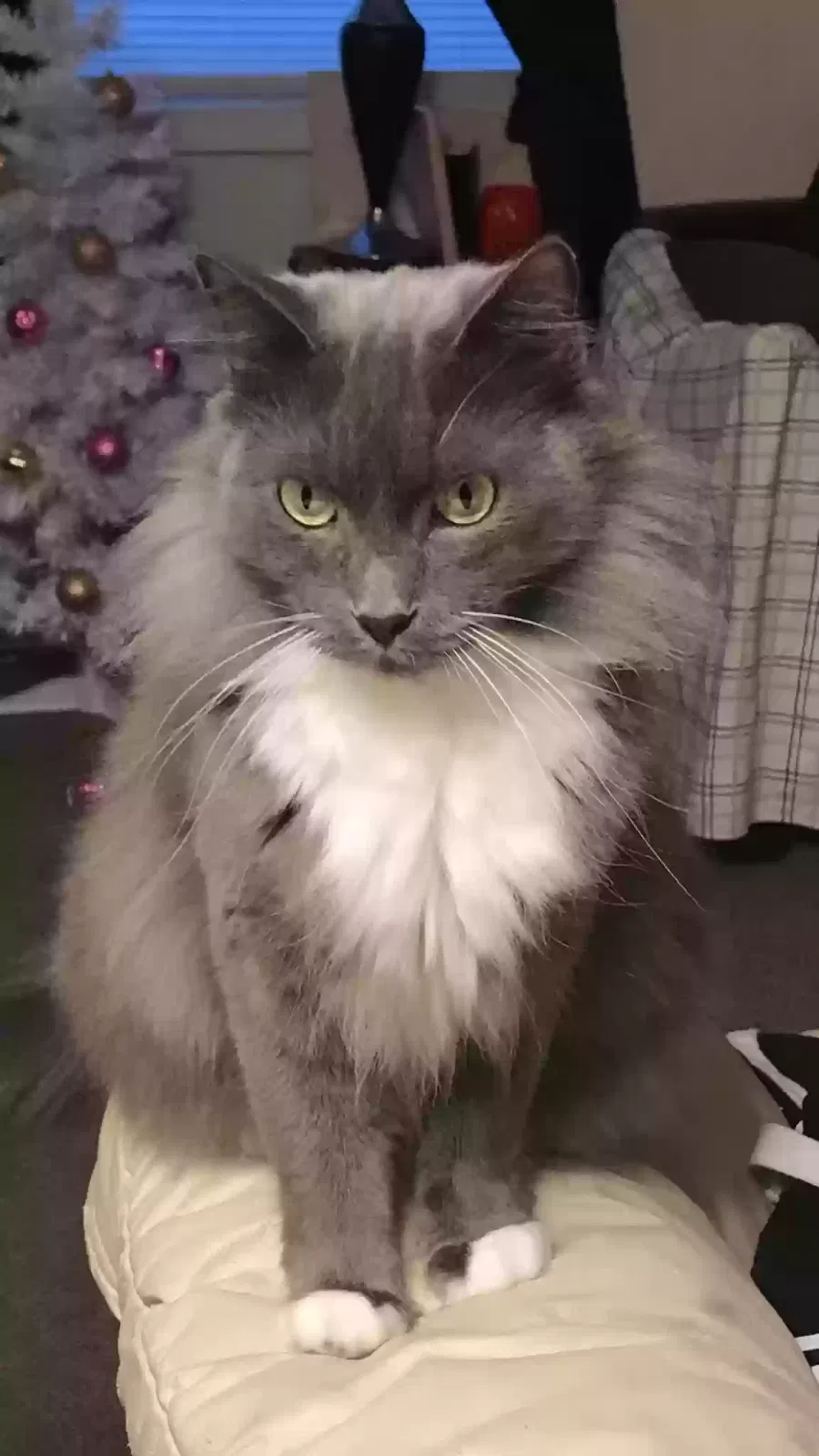 Lost cat in San Antonio, TX, 78244