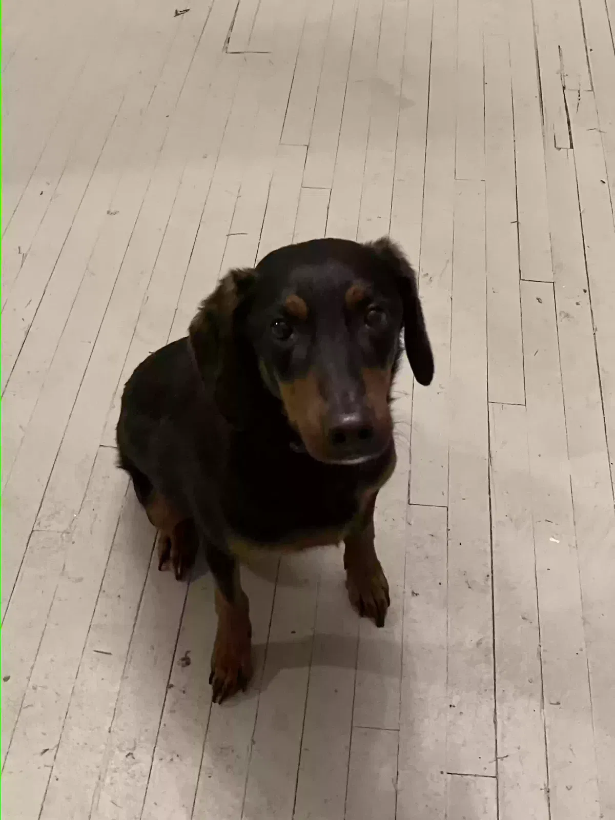 Found dog in Akron, OH, 44319