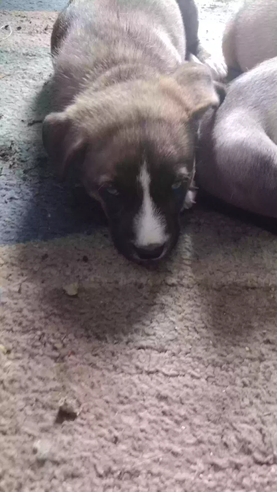 Lost dog in Bridgeport, OH, 43912