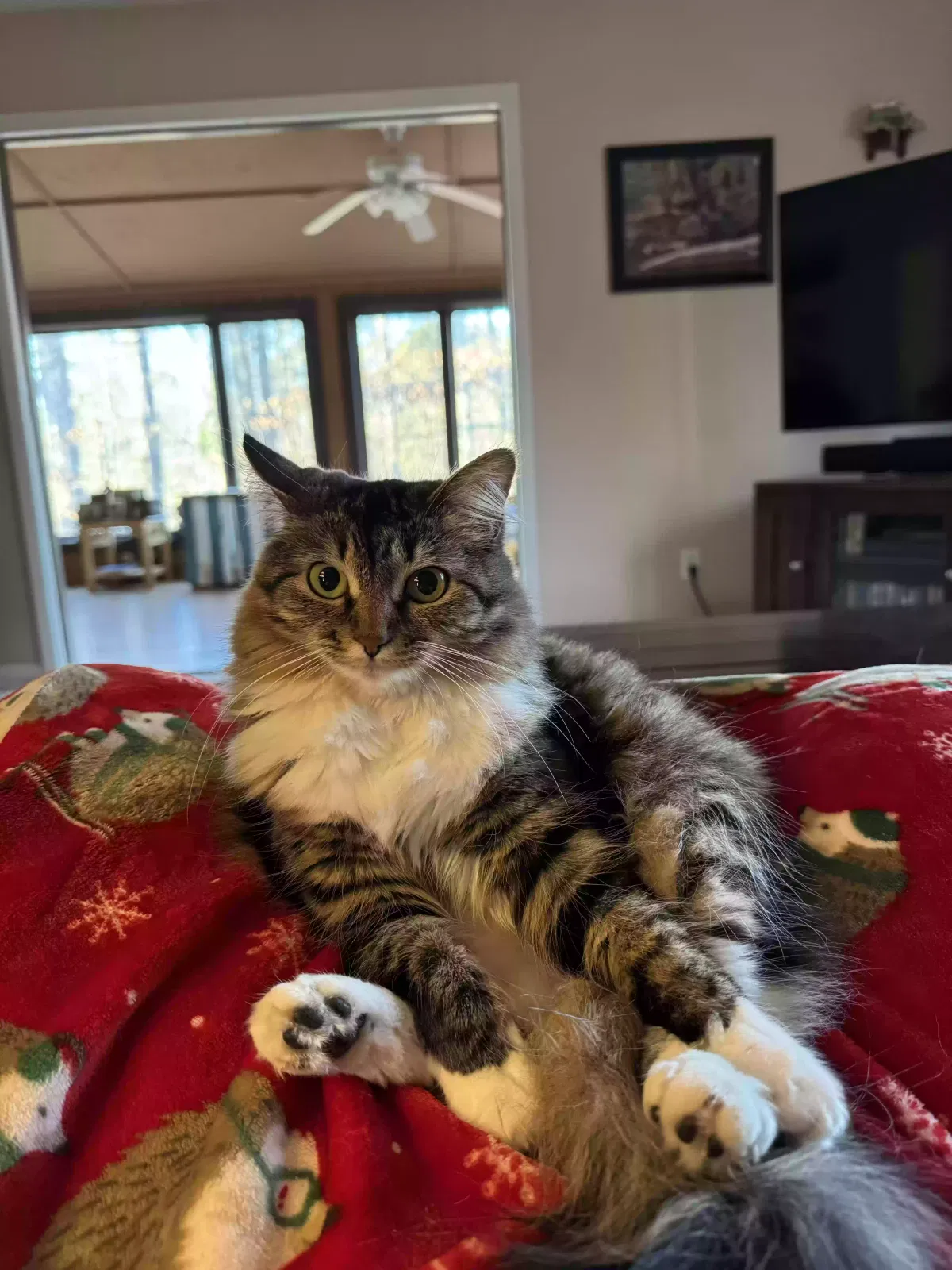Lost cat in Athens, GA, 30606