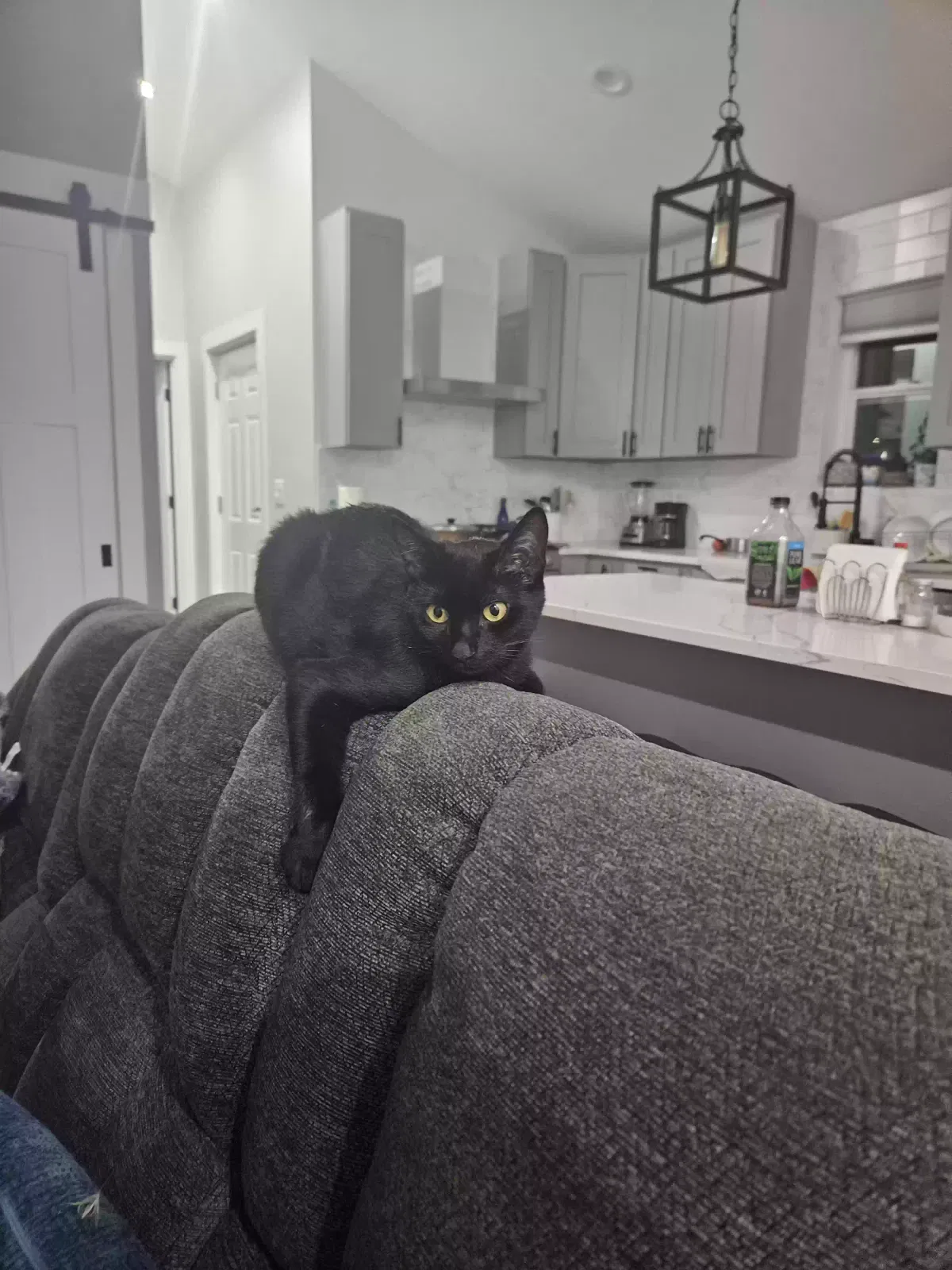 Lost cat in Snohomish, WA, 98290