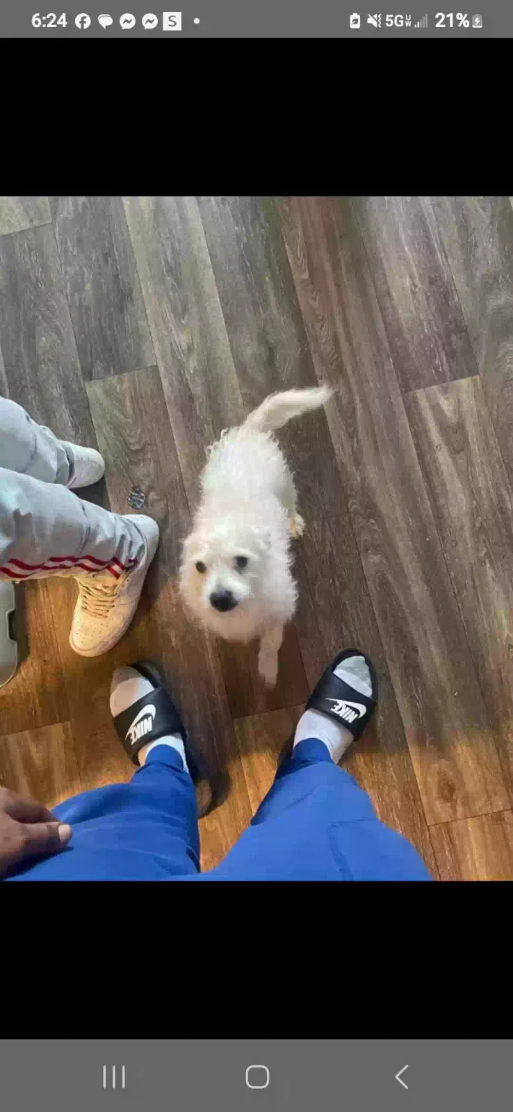 Lost dog in Pleasant Hill, CA, 94523