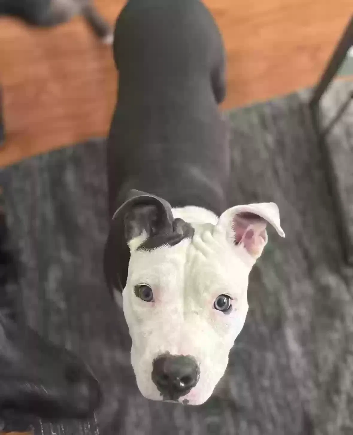 Lost dog in Toney, AL, 35773