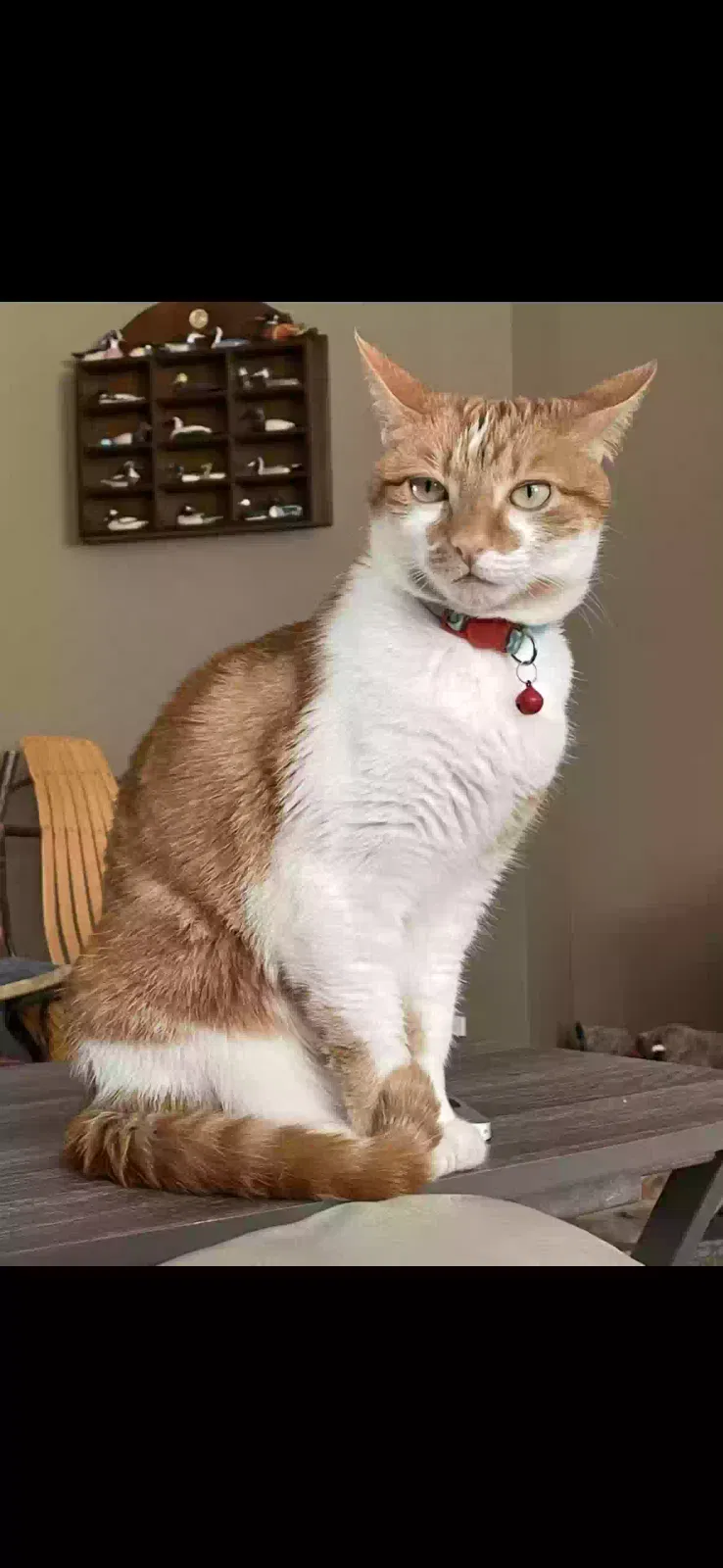 Lost cat in Matthews, NC, 28104