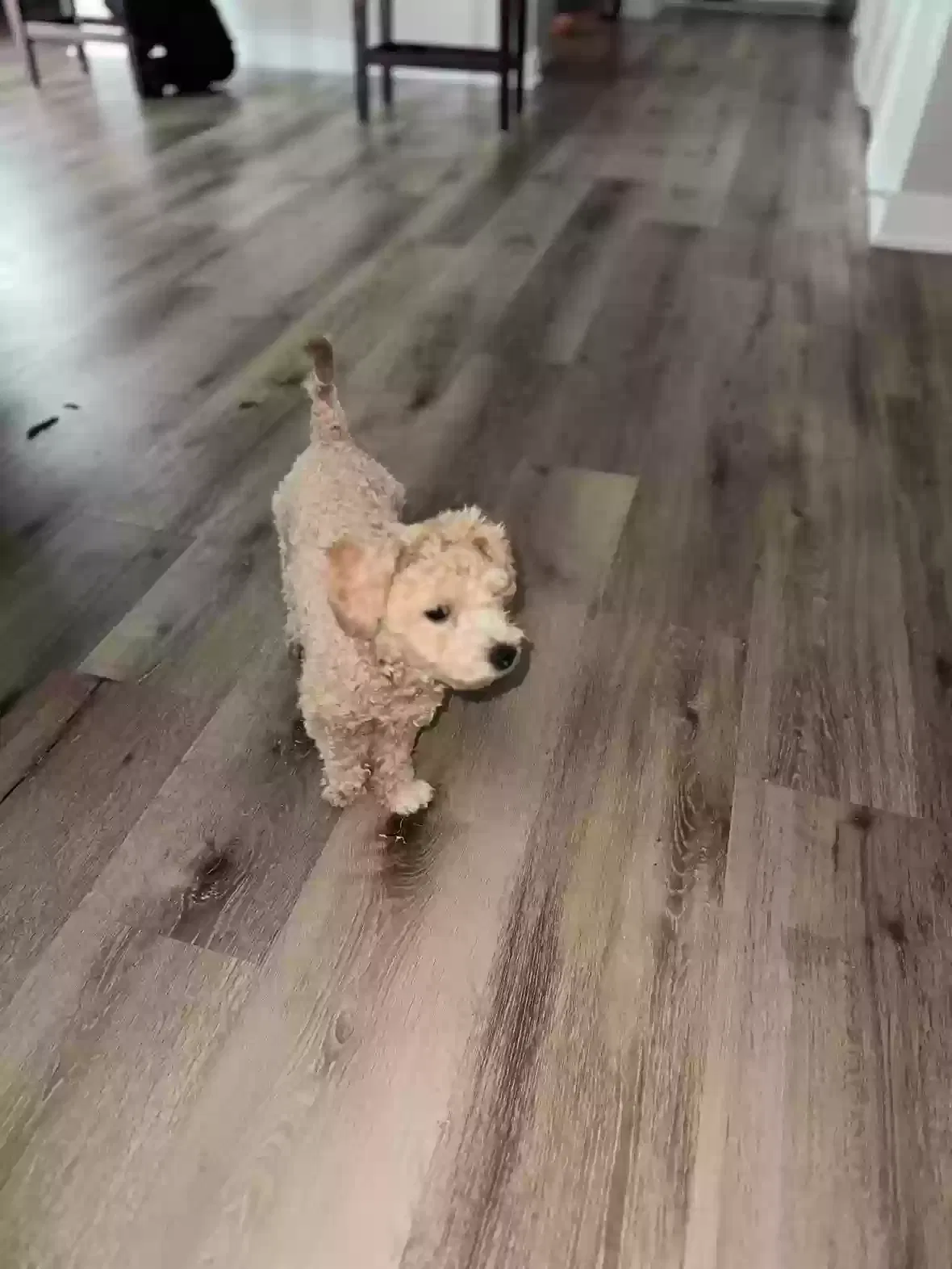 Lost dog in Noblesville, IN, 46060