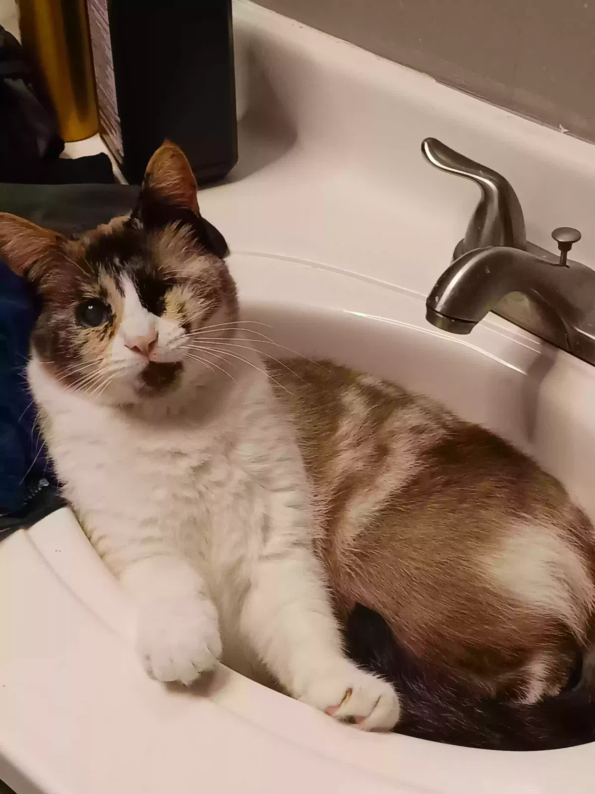 Lost cat in Hot Springs National Park, AR, 71901