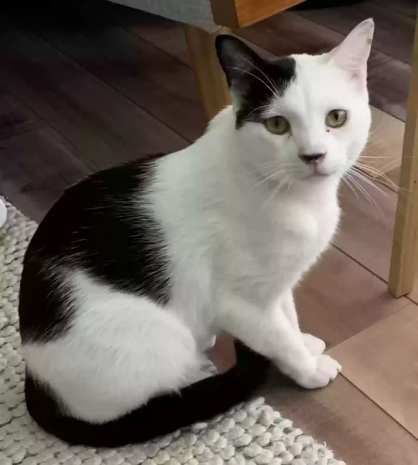 Lost cat in Fort Worth, TX, 76118