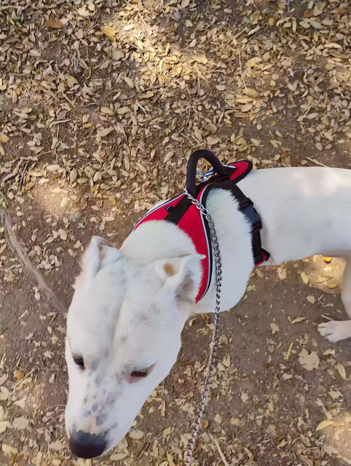 Lost dog in Mission Viejo, CA, 92692