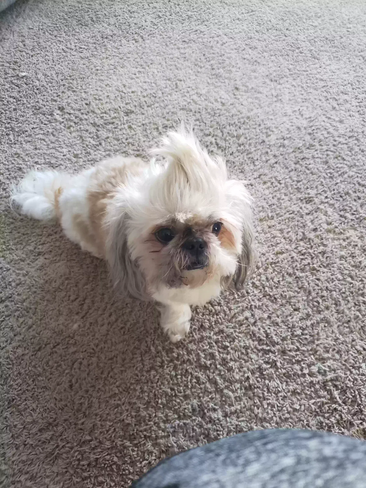 Lost dog in Conroe, TX, 77385
