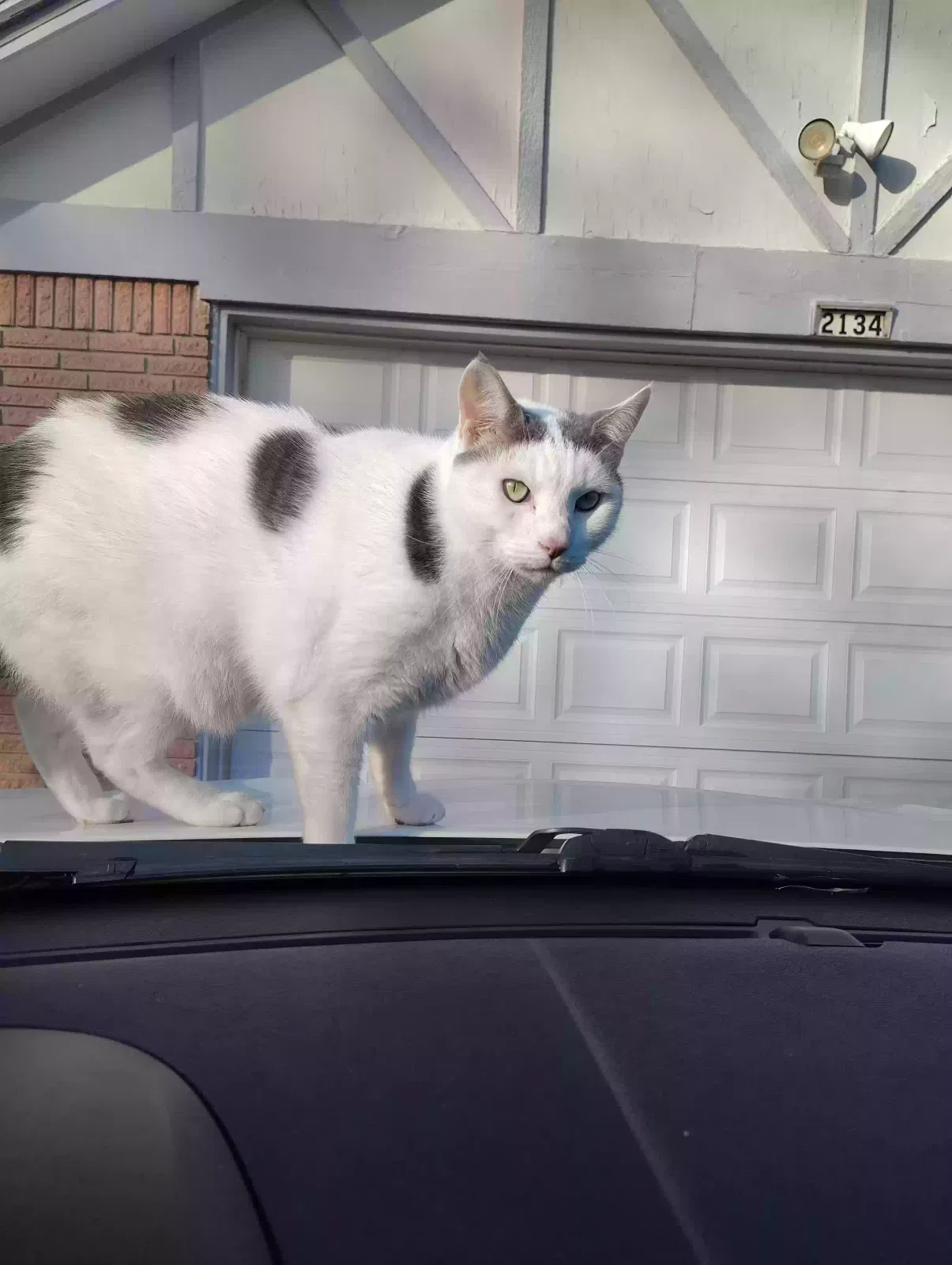 Lost cat in Tulsa, OK, 74129