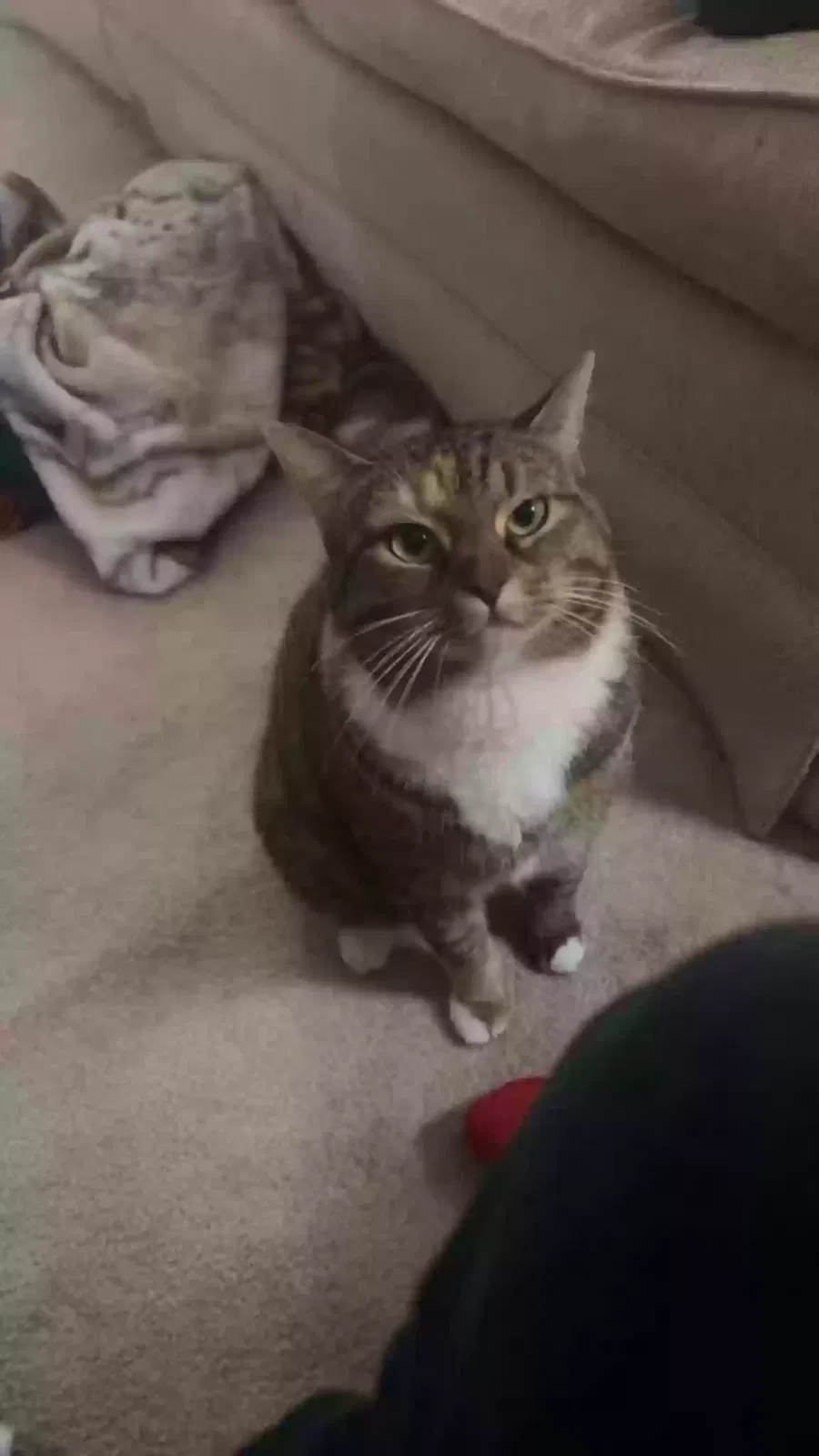 Lost cat in Leesburg, FL, 34748