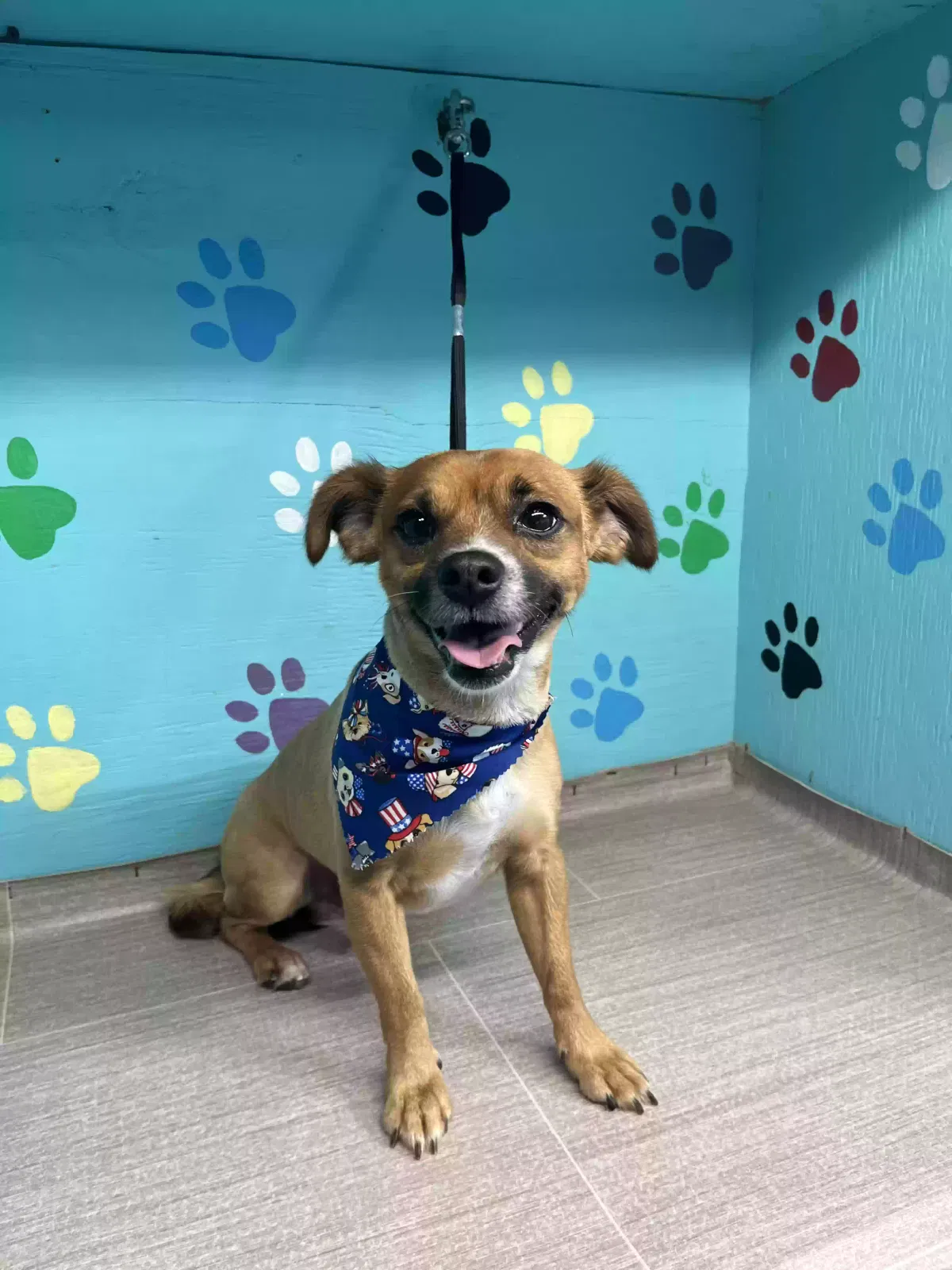 Lost dog in Bridgeton, NJ, 8302