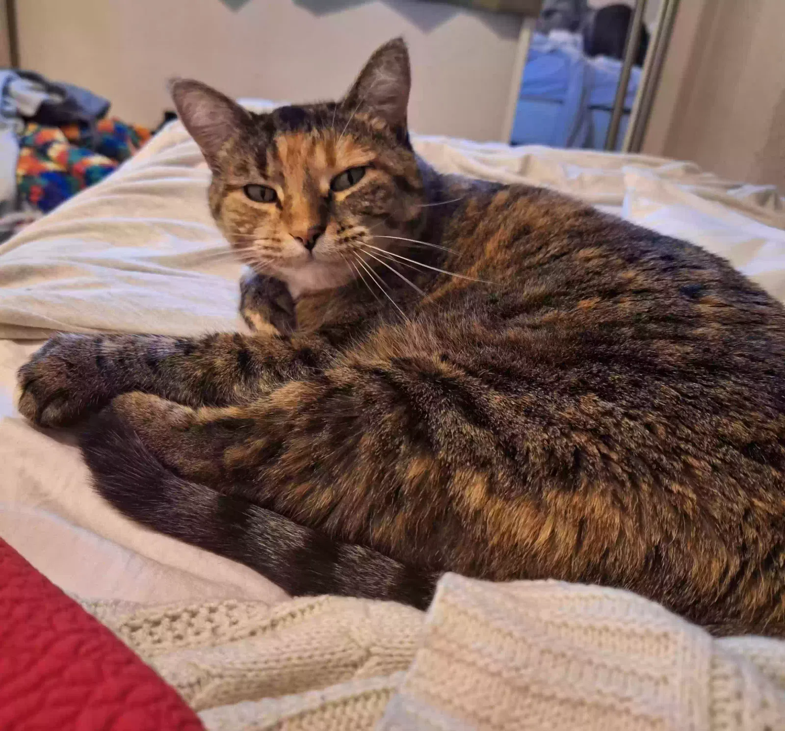 Lost cat in Spokane, WA, 99205