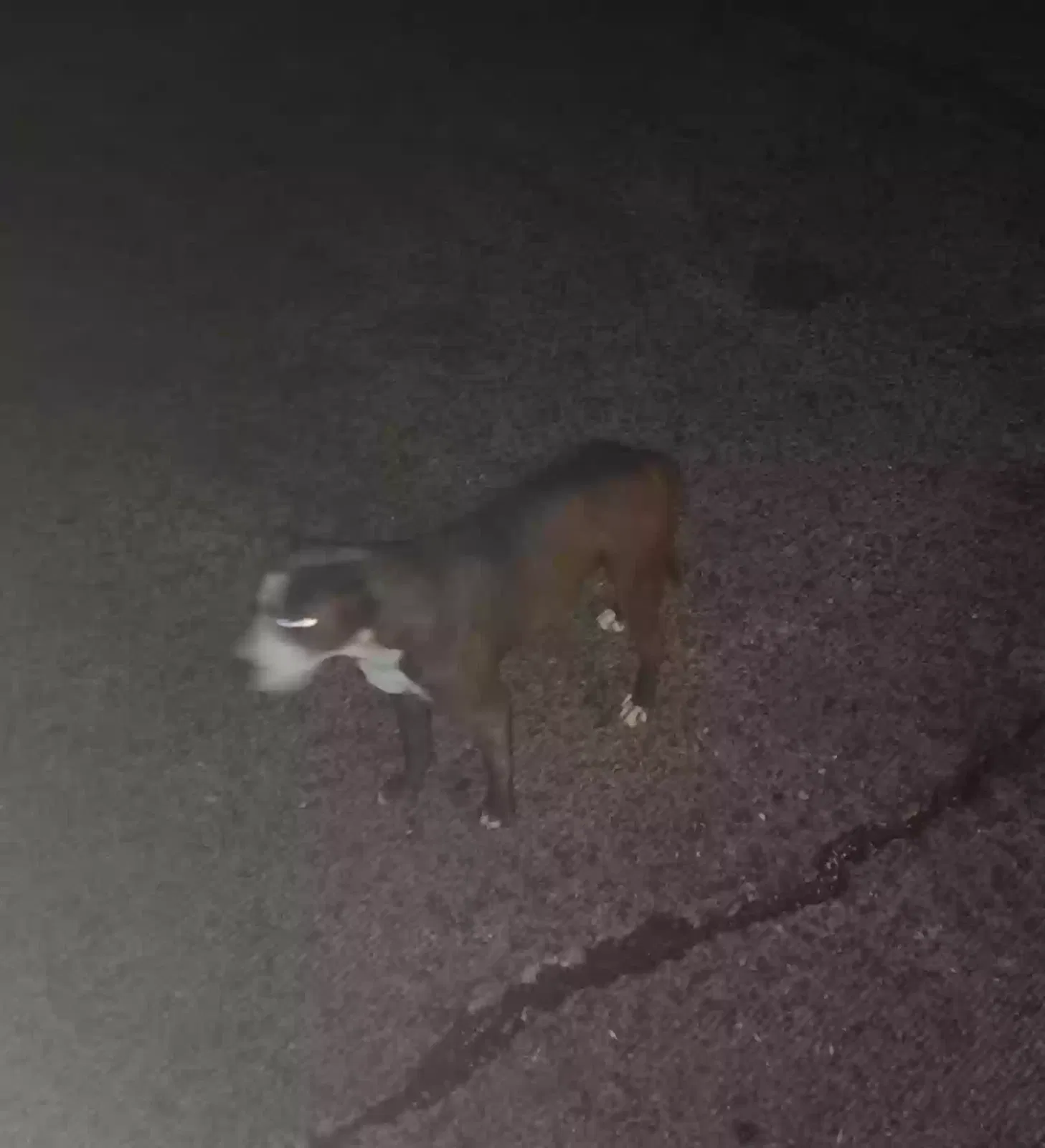 Found dog in Bunkie, LA, 71322