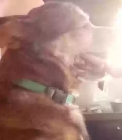 Lost dog in Colton, CA, 92324