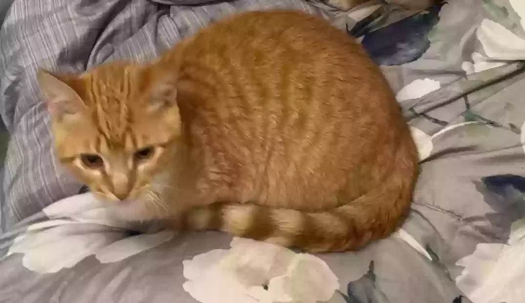 Lost cat in Tallahassee, FL, 32303