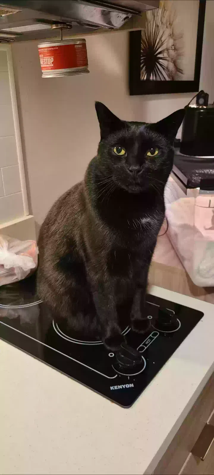 Lost cat in Tacoma, WA, 98424