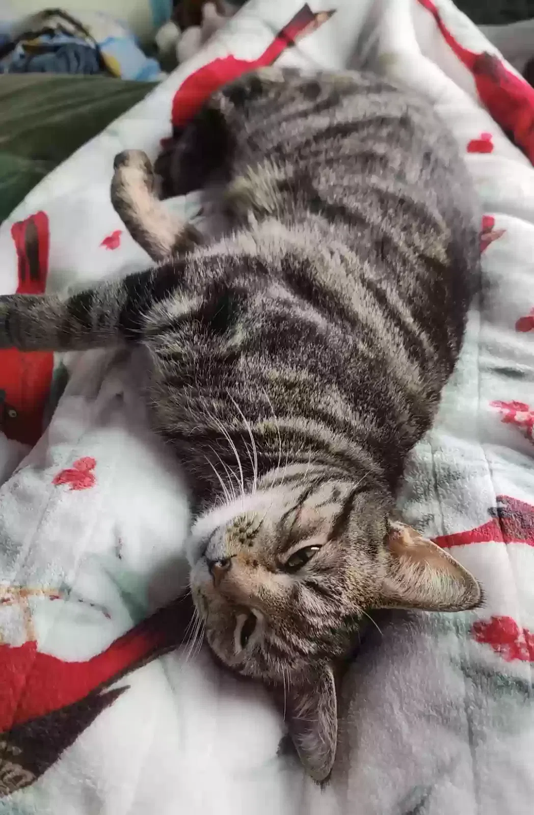Lost cat in Hampstead, MD, 21074