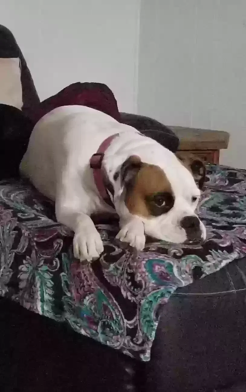 Lost dog in Highlands, TX, 77562