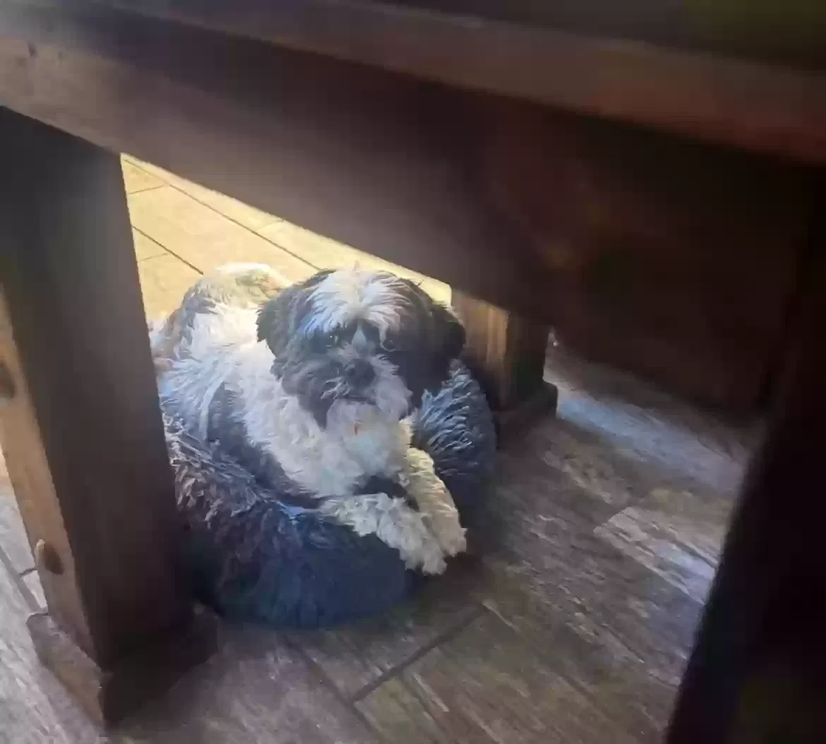 Lost dog in Corpus Christi, TX, 78410