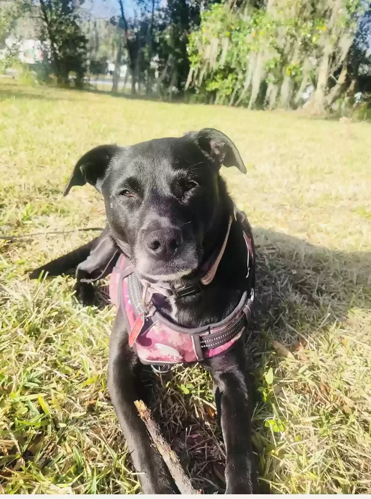 Lost dog in Fort Lauderdale, FL, 33311