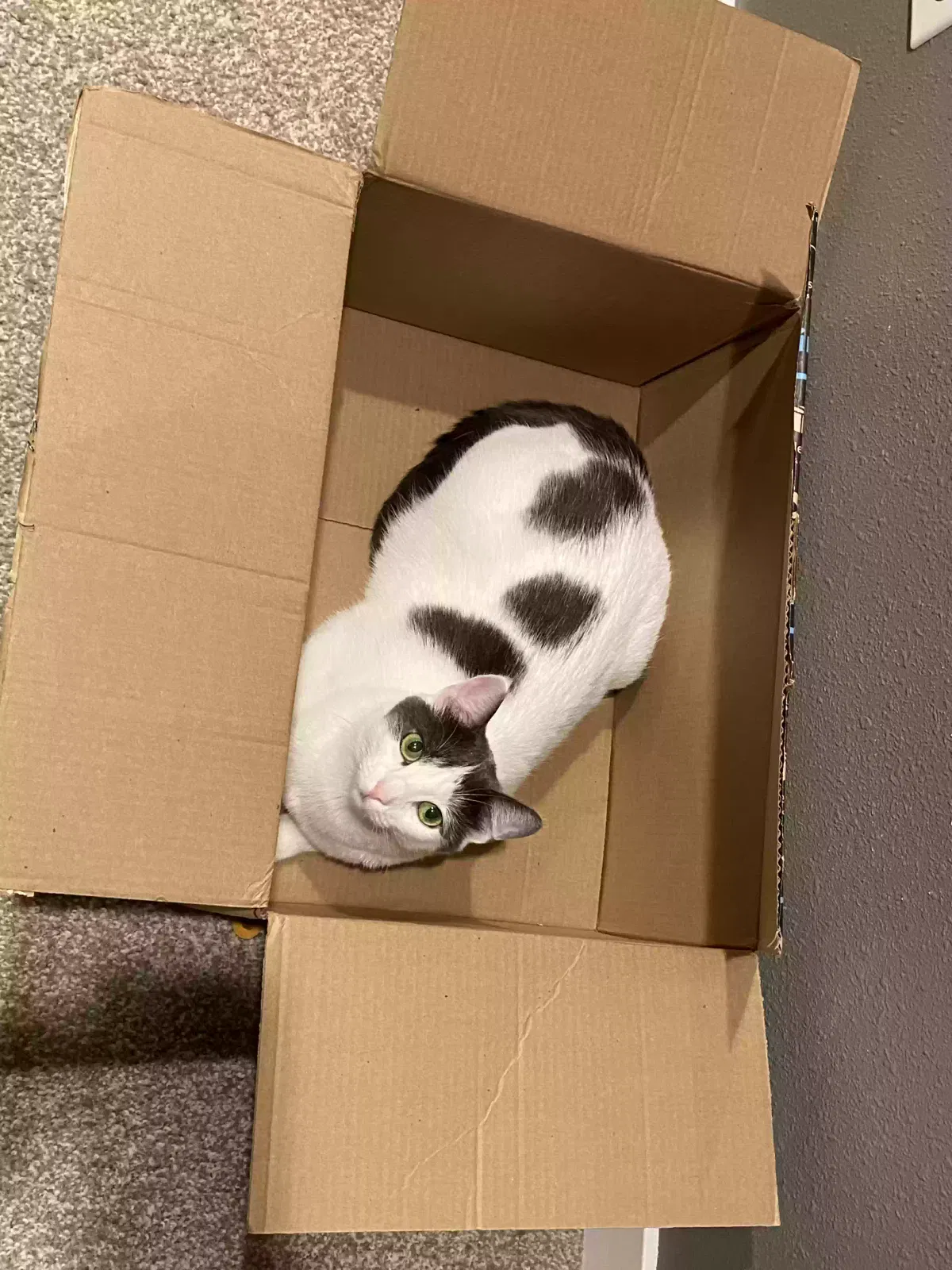 Lost cat in Spokane, WA, 99208