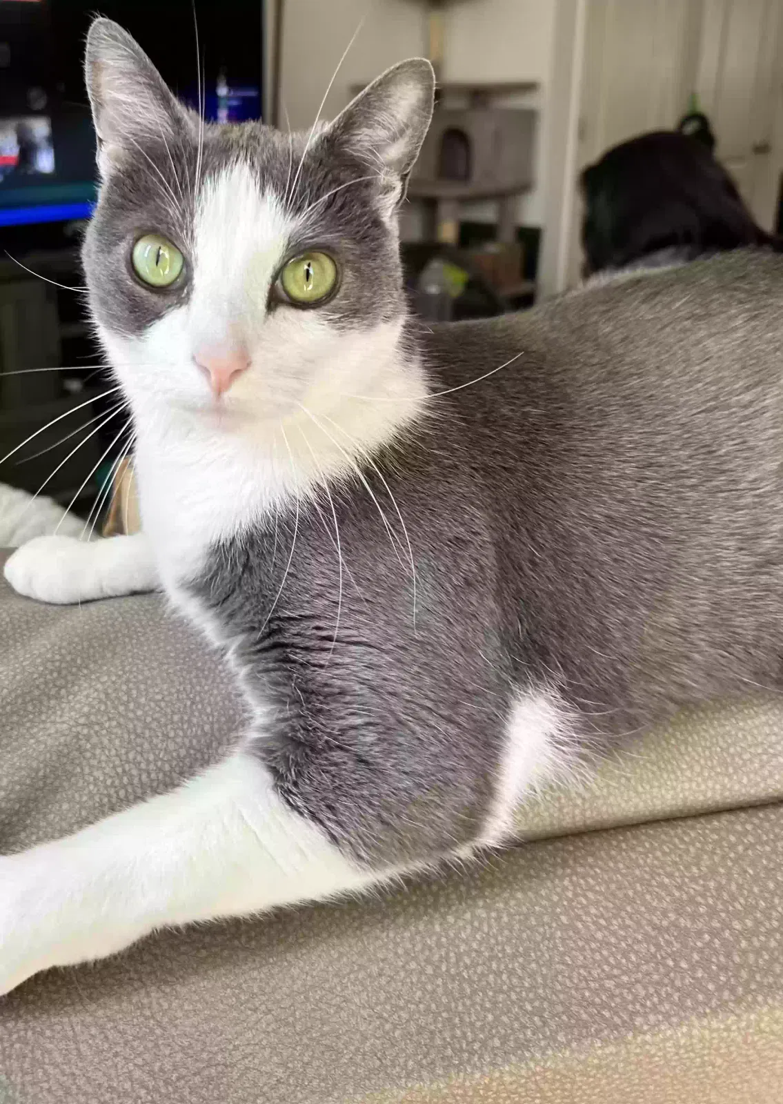 Lost cat in Hermitage, TN, 37076