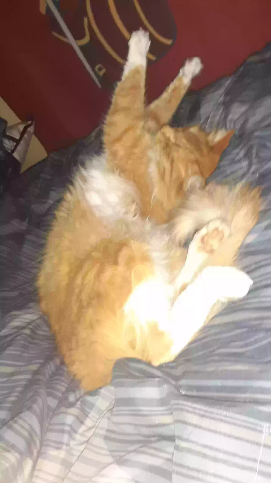 Lost cat in Aurora, CO, 80010