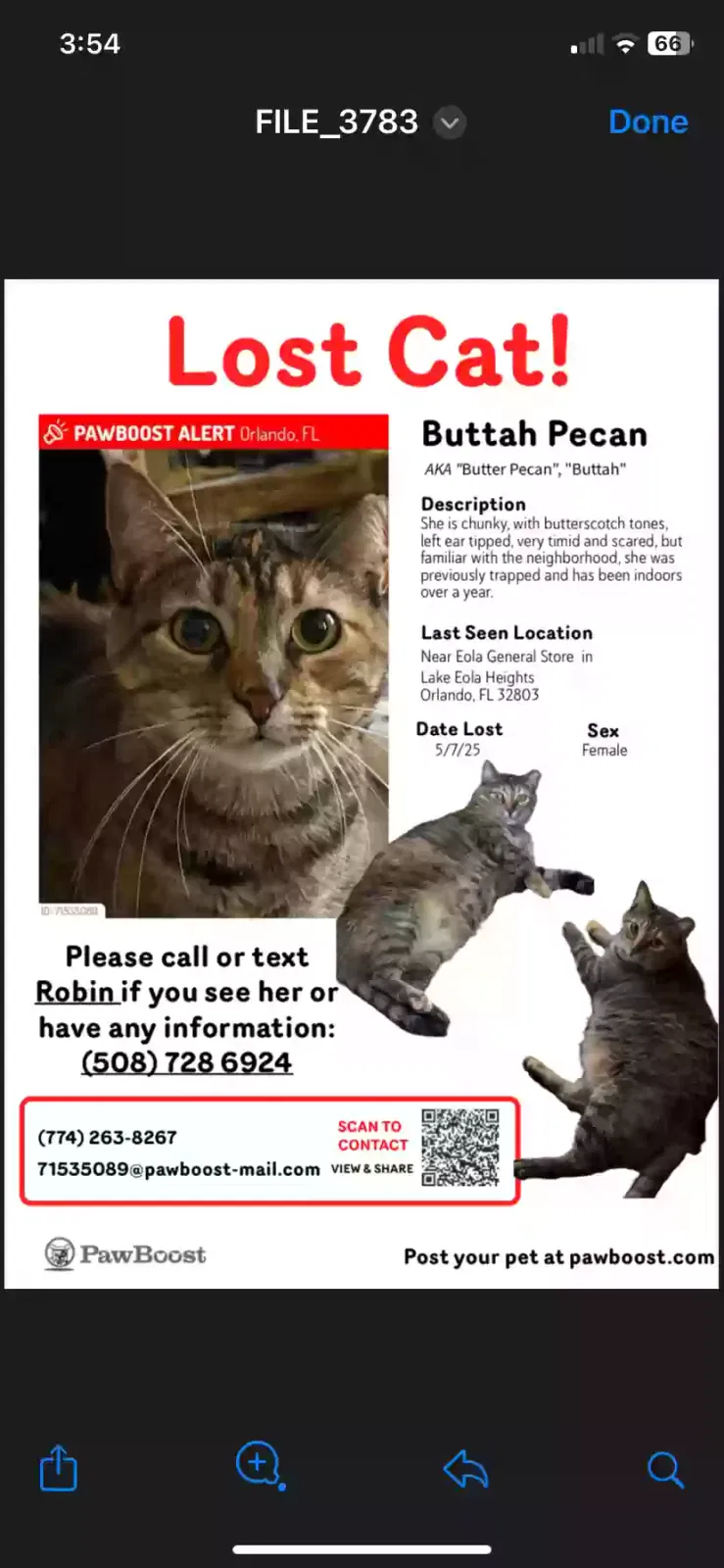 Lost cat in Orlando, FL, 32803