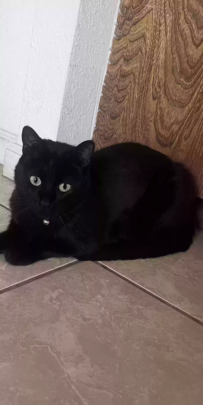 Missing Cat