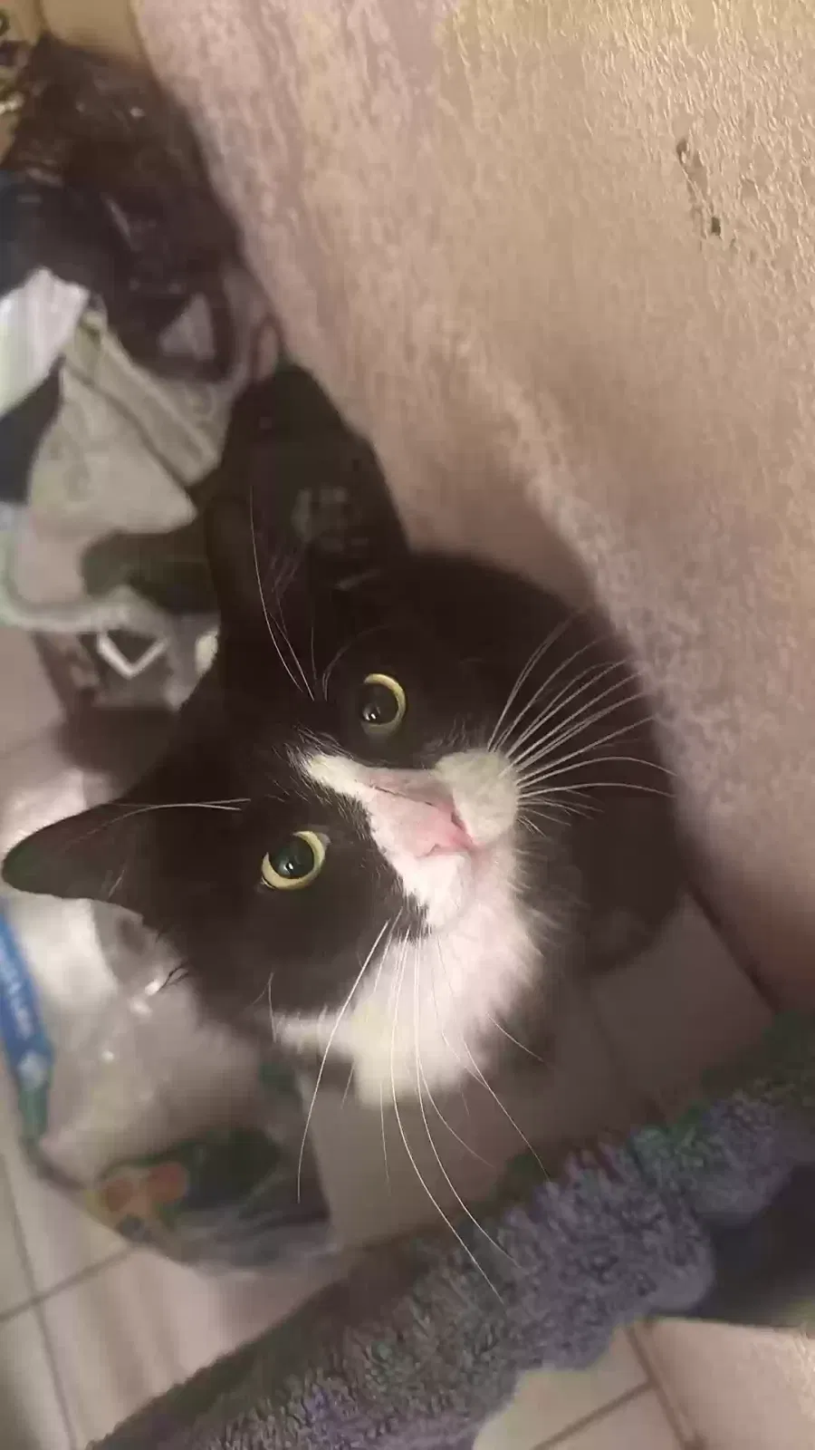 Lost cat in Englewood, OH, 45322