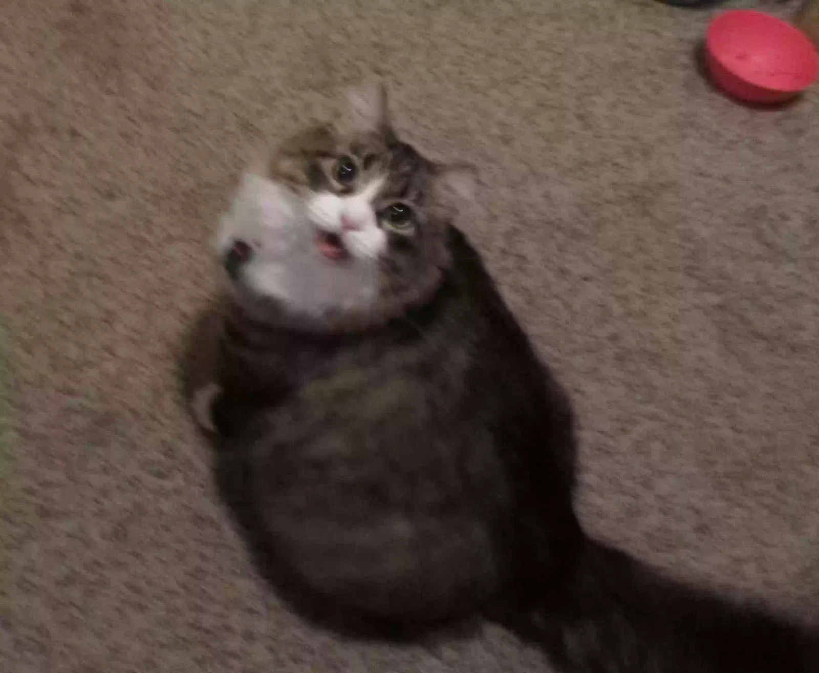 Lost cat in Dixon, IL, 61021