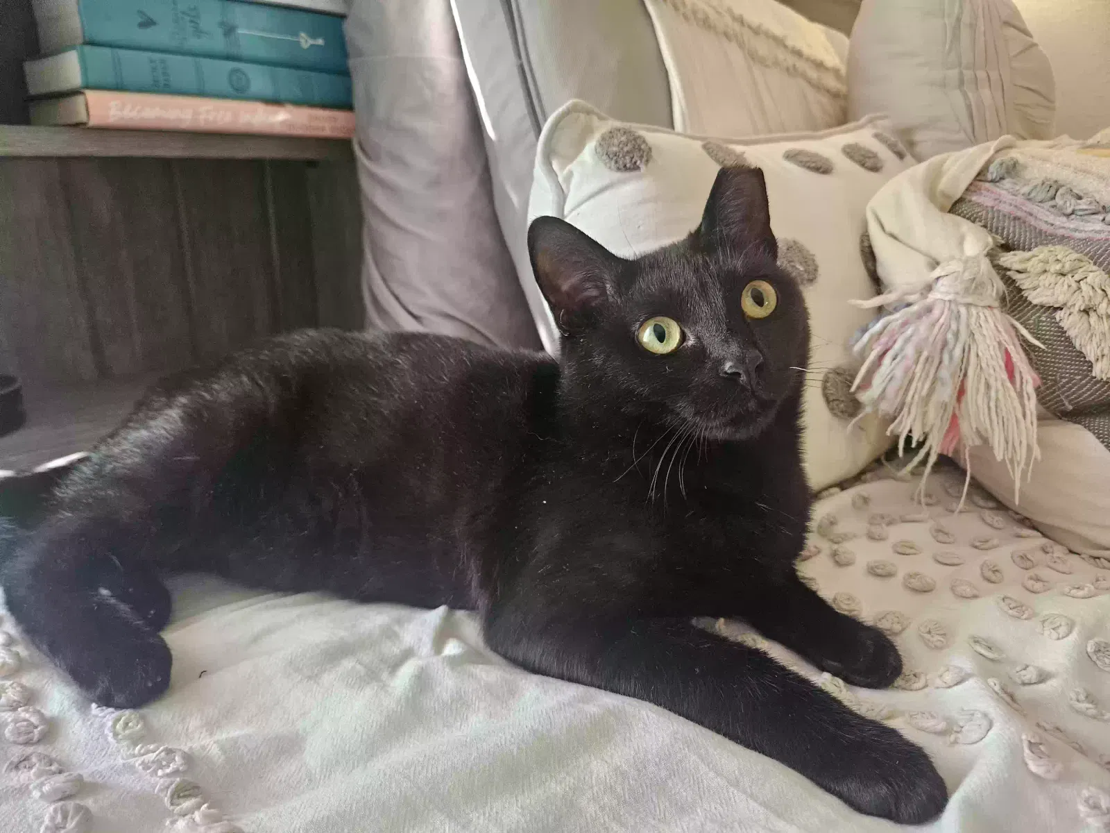 Lost cat in Saint Petersburg, FL, 33703