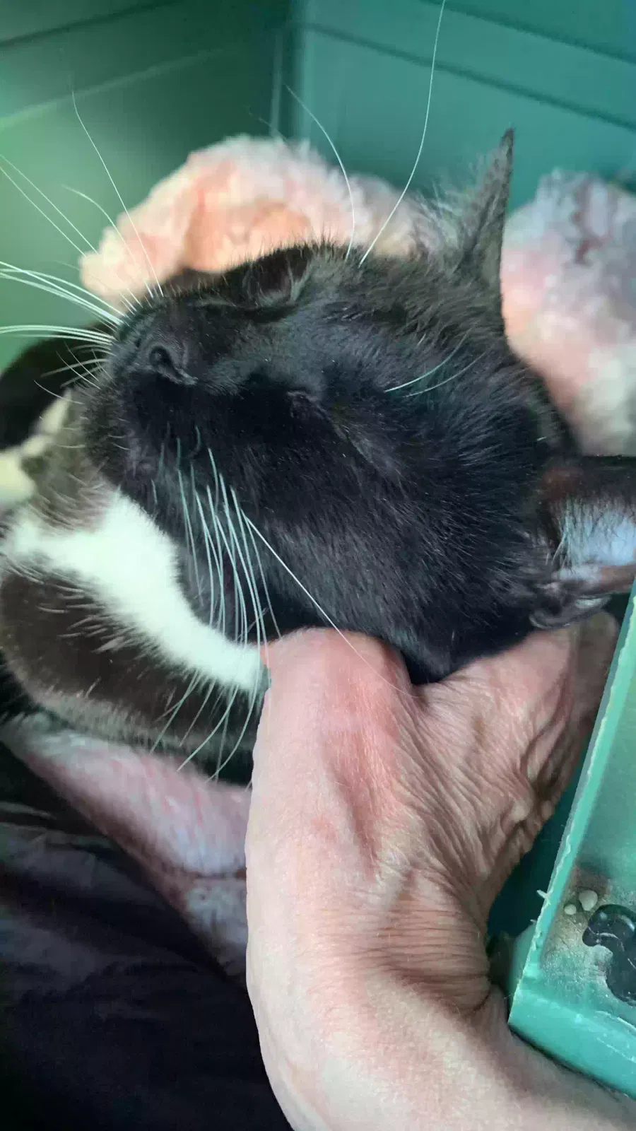 Lost cat in Seattle, WA, 98125
